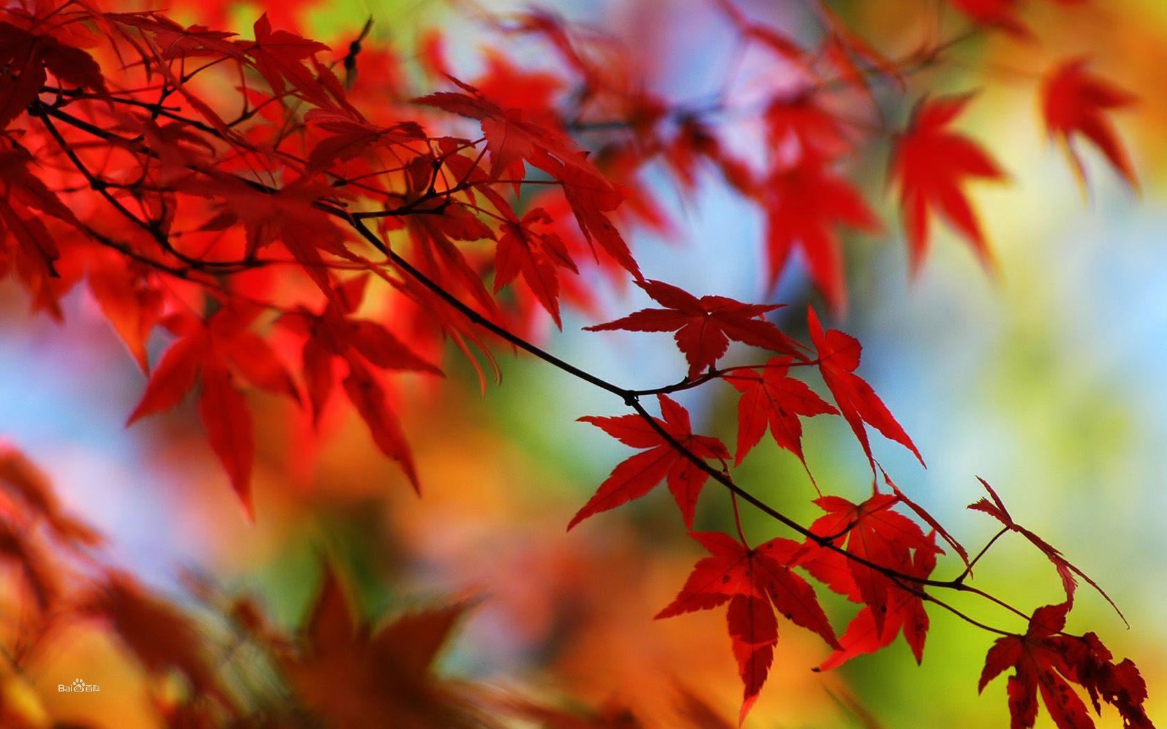 香山红叶节今迎首个观赏高峰日